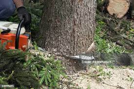 Best Tree Mulching  in Harsville, RI