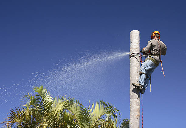 Best Fruit Tree Pruning  in Harsville, RI