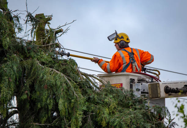 Best Hazardous Tree Removal  in Harsville, RI