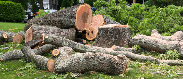 Best Tree Preservation Services  in Harsville, RI