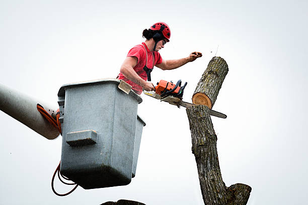 Trusted Harrisville, RI Tree Care Experts