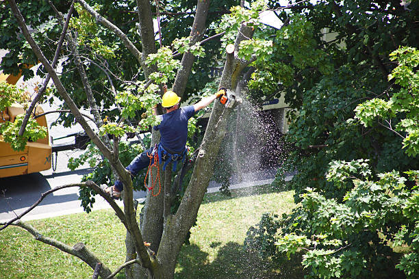 Best Tree Cabling and Bracing  in Harsville, RI