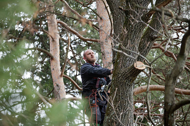 How Our Tree Care Process Works  in  Harrisville, RI