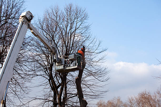 Seasonal Cleanup (Spring/Fall) in Harrisville, RI